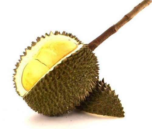 Long-stemmed durian