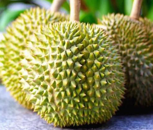 Soft golden moon durian