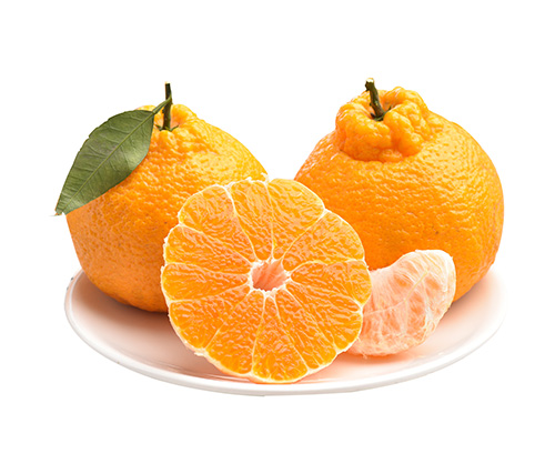 Shiranui ugly mandarin